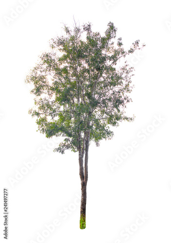 Isolated Trees on white background. Diversity of trees.