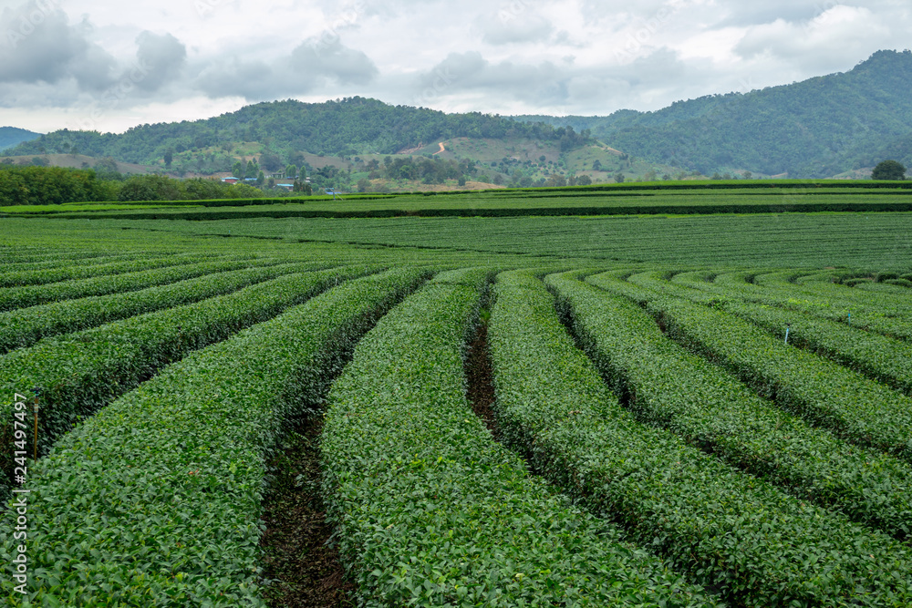 Beautiful landscape of oolong tea plantations rows on the hills background in cloudy weather in Singha Park, Thailand