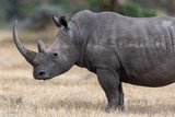 White rhinoceros, Kenya, Africa