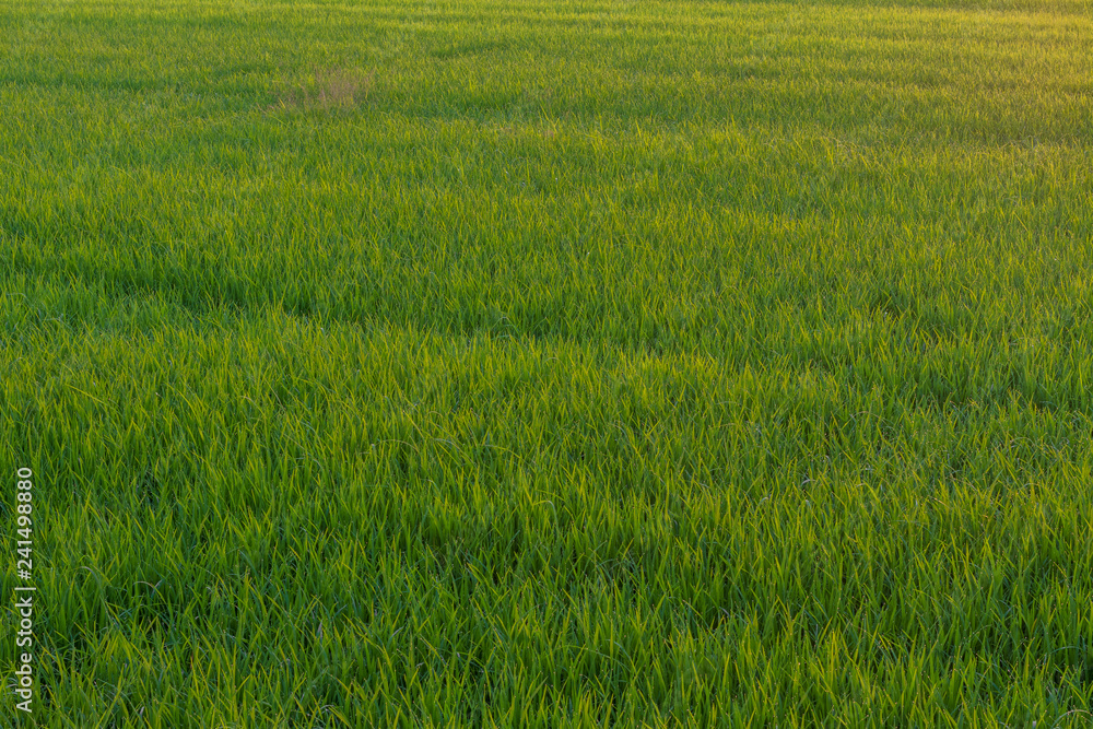 Background foliage lush green paddy evening. Background foliage lush green paddy evening.