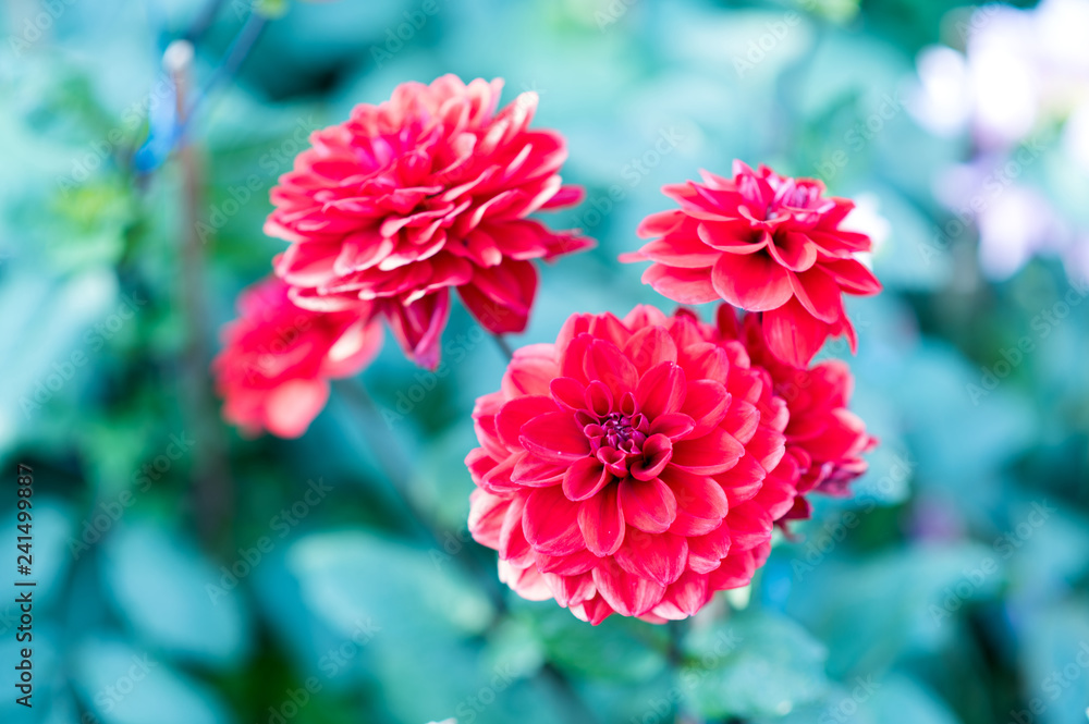 Dahlia flower , beautiful flower Dahlia flower , beautiful flower
