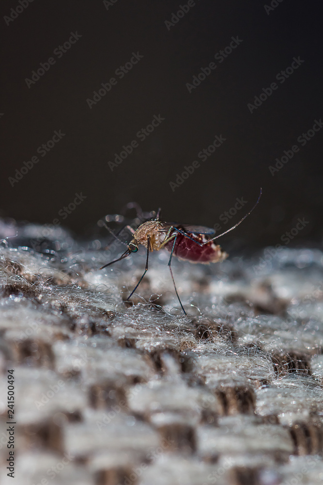 A mosquito is an animal that brings dengue fever A mosquito is an animal that brings dengue fever