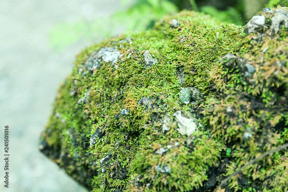  moss in forest