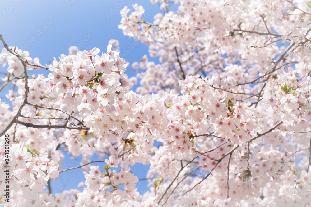 桜