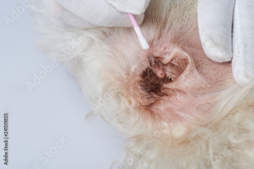 Dirty dog ear