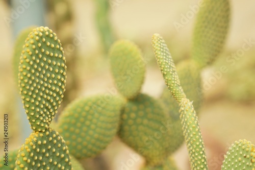 Opuntia cactaceae cactus.