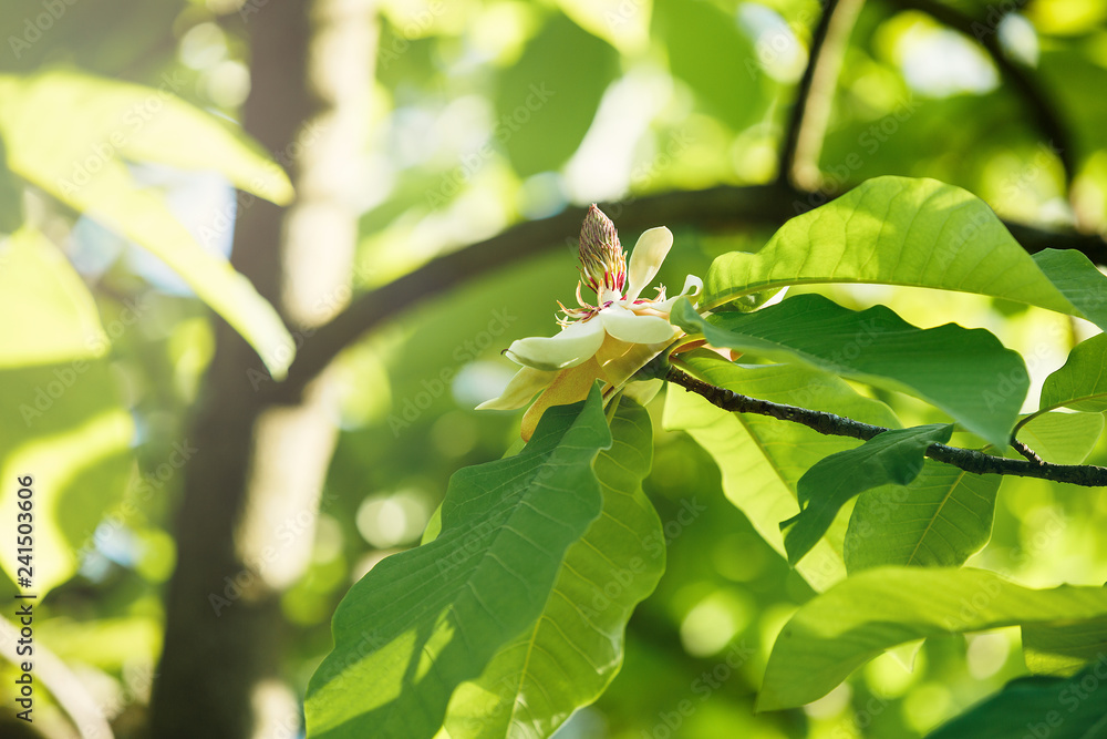 Flowering white magnolia tree. Chinese Magnolia blossom with white tulip-shaped flowers. Beautiful and tender blossomed magnolia branches. Spring background, nature Flowering white magnolia tree. Chinese Magnolia blossom with white tulip-shaped flowers. Beautiful and tender blossomed magnolia branches. Spring background, nature
