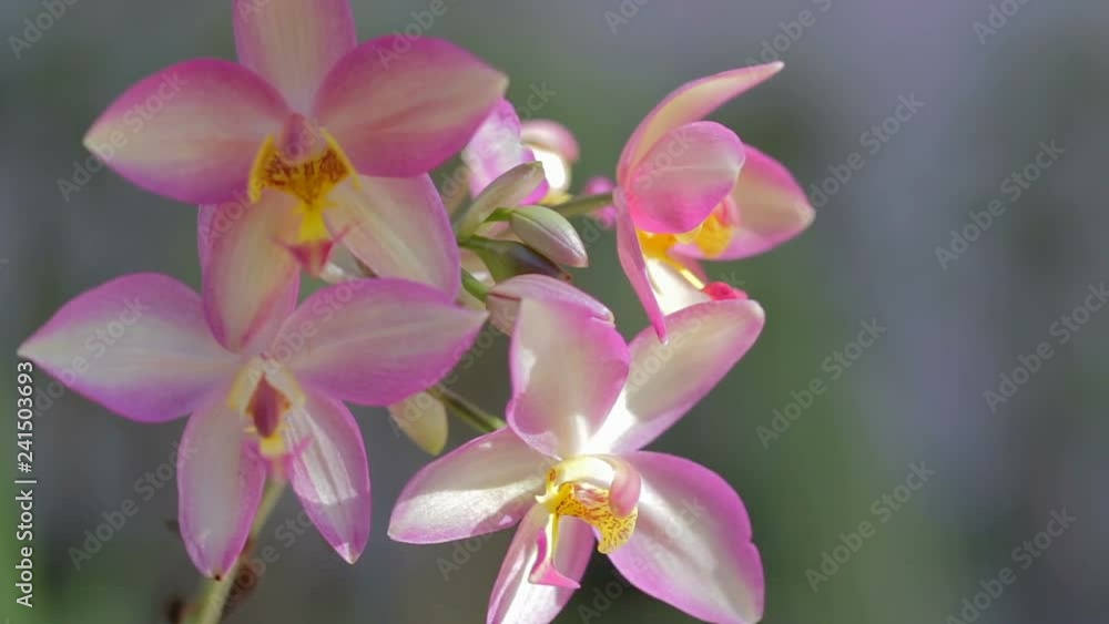 Orchid flower in garden at winter or spring day for postcard beauty and agriculture idea concept design. Orchid flower in garden at winter or spring day for postcard beauty and agriculture idea concept design.