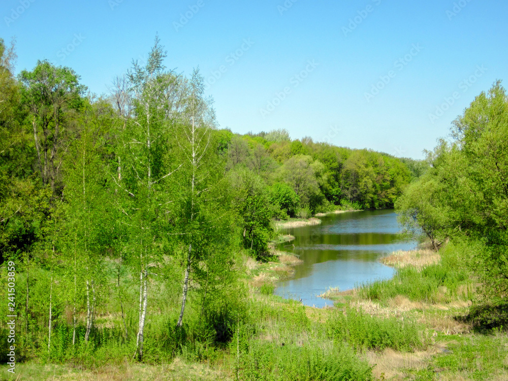 Lake among green trees in the park in summer. Sunny day and cloudless blue sky. 