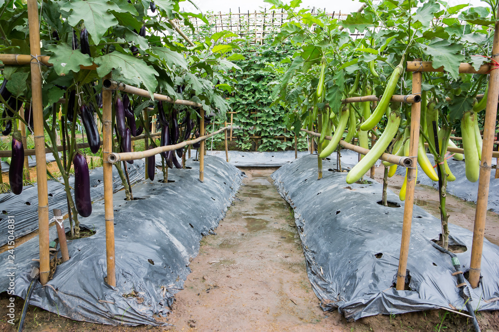 Eggplant Farm