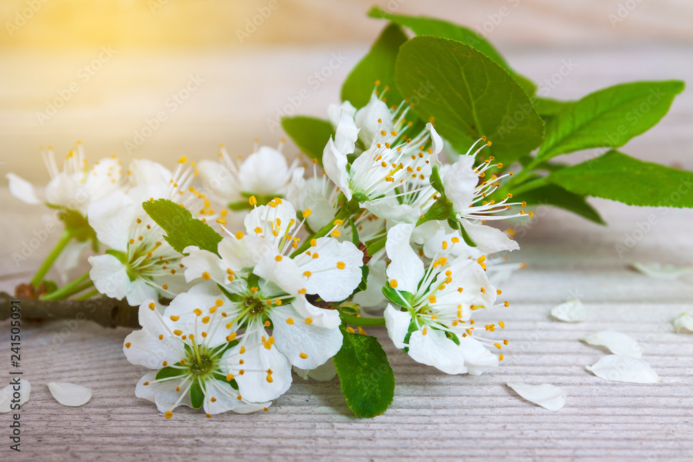 Sprigs of plums with flowers on a natural background. Sprigs of plums with flowers on a natural background.