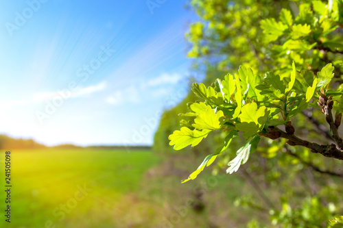 Branches of oak with leaves in spring, against the background of the sun, glades and grass.