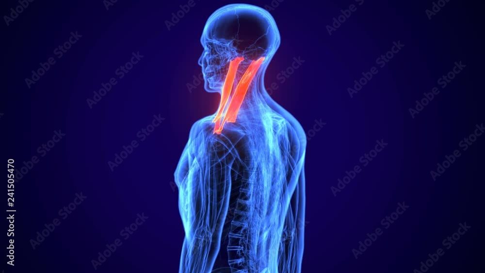 3d rendered, medically accurate illustration of the sternocleidomastoid
3d rendered, medically accurate illustration of the sternocleidomastoid