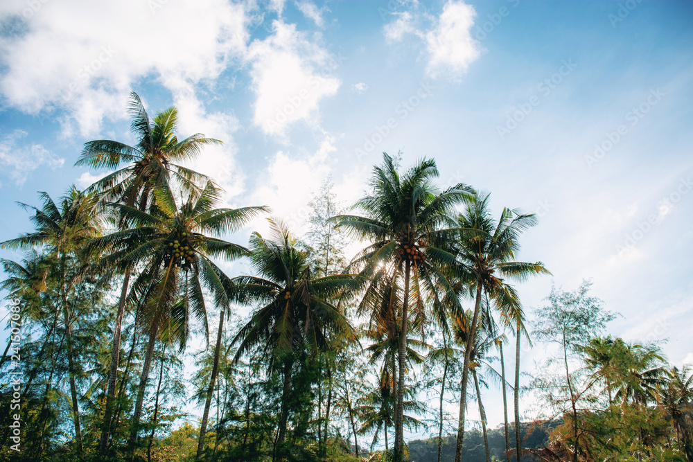 Fototapeta premium Coconut tree in farm with sky.
