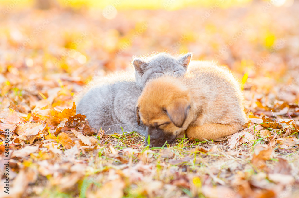 Cute kitten and puppy sleeping together on autumn leaves at sunset - obrazy, fototapety, plakaty 