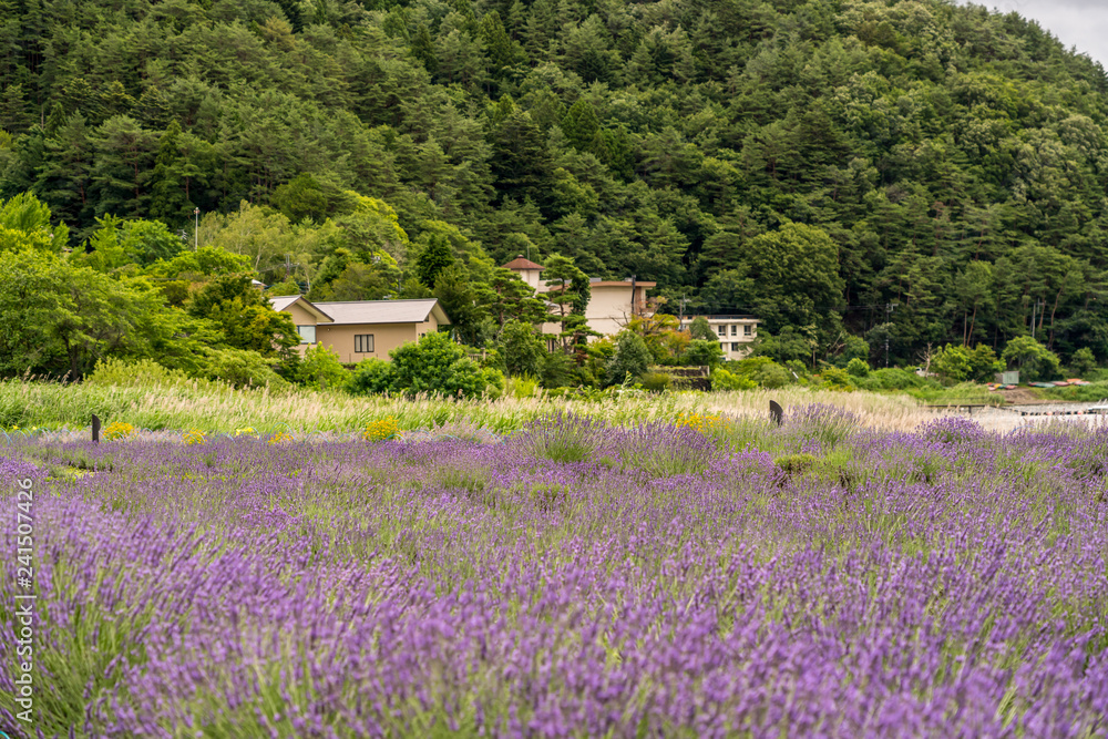 Lavender field in the countryside Lavender field in the countryside