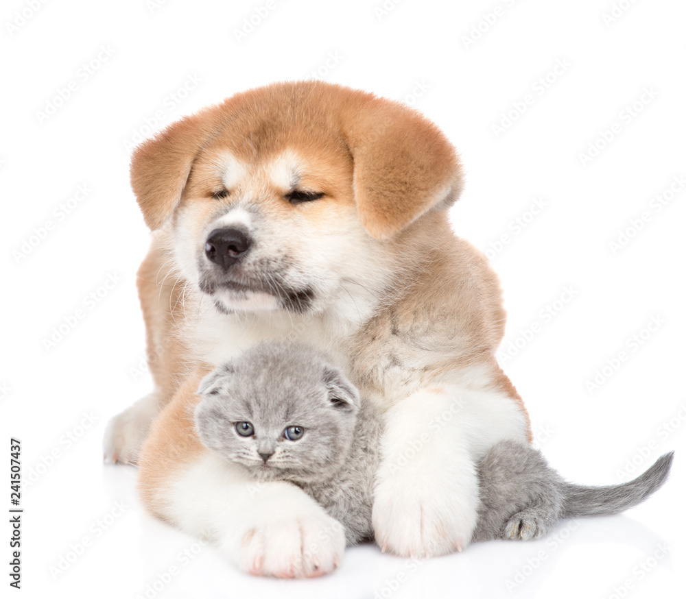 Akita inu puppy embracing baby kitten. isolated on white background