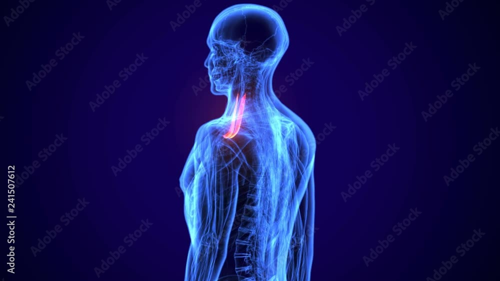 3d medically accurate muscle illustration of the sternohyoid
3d medically accurate muscle illustration of the sternohyoid