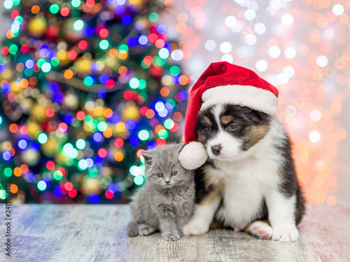 Australian shepherd puppy in red santa hat and baby kitten sitting togetherwith Christmas tree on background. Empty space for text photo