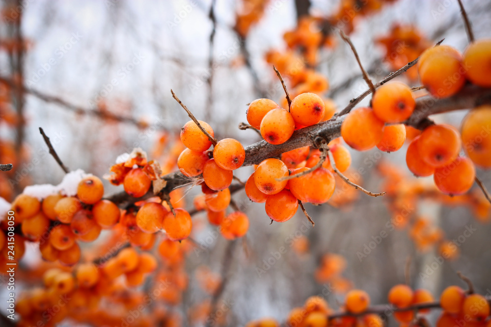 Clusters of bright orange sea buckthorn berries on branches in winter on the lake Clusters of bright orange sea buckthorn berries on branches in winter on the lake