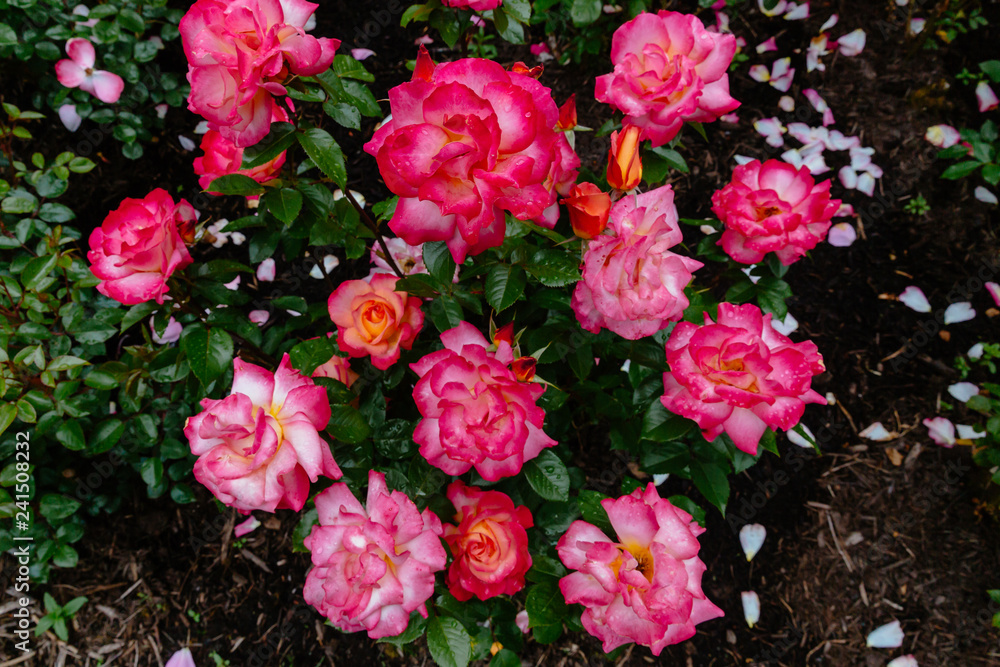Close up of pink red roses with rain drops over blurred dark green leaves Close up of pink red roses with rain drops over blurred dark green leaves