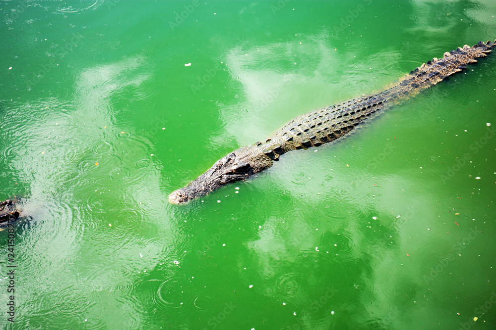 Crocodile on water in farm.