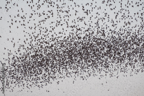 Flock of bat flying on sky to feed