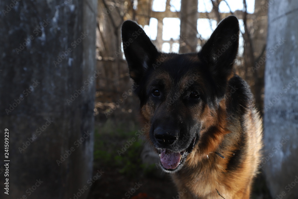 Dog German Shepherd outdoors in a summer Dog German Shepherd outdoors in a summer