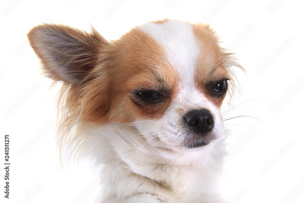 chihuahua head isolated