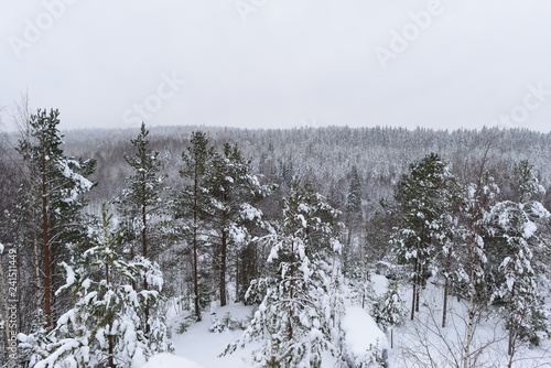 Wallpaper Mural Snowy winter forest in a stone canyon in cloudy weather. Torontodigital.ca