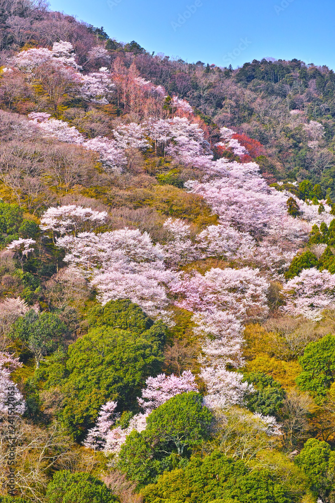 京都嵐山、嵐山公園から見る桜咲く嵐山の山肌

