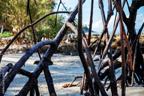 Roots of mangrove at sea.