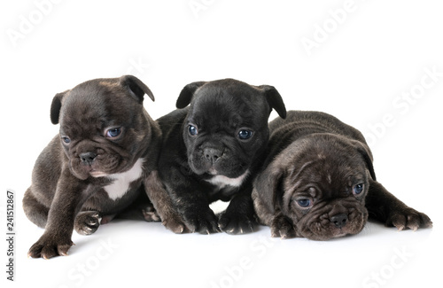 puppies french bulldog © cynoclub