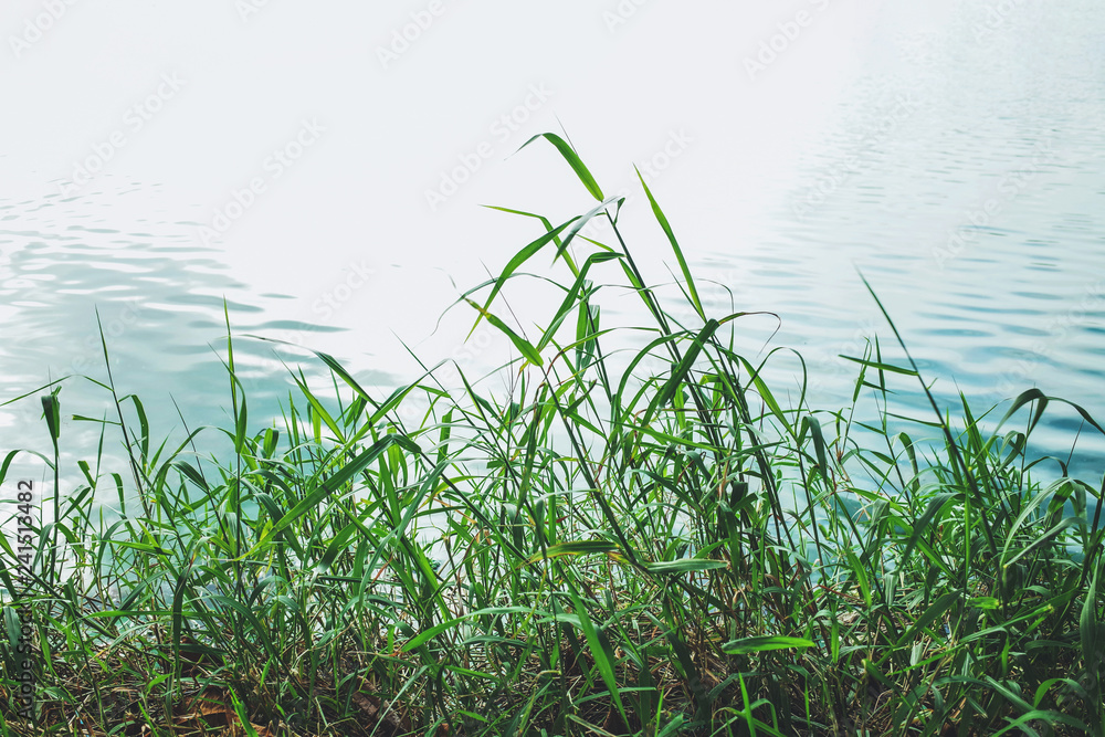 grass and ripple of water