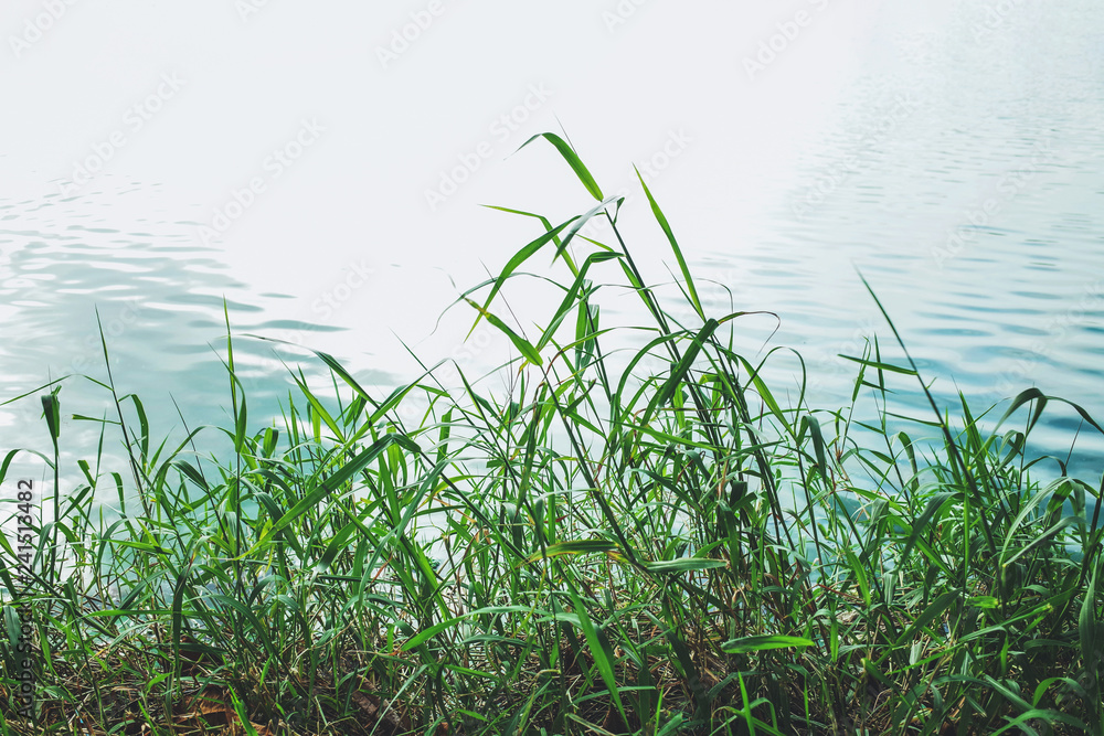 Obraz premium grass and ripple of water