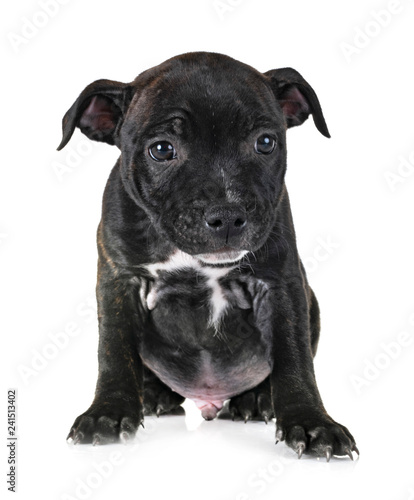 puppy staffordshire bull terrier © cynoclub