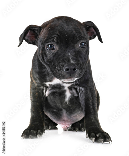 puppy staffordshire bull terrier