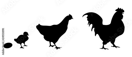 Vector silhouettes of an egg  chick  chicken and rooster