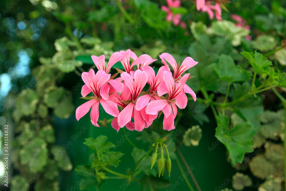 Pelargonium graveolens plant with pink flowers Pelargonium graveolens plant with pink flowers