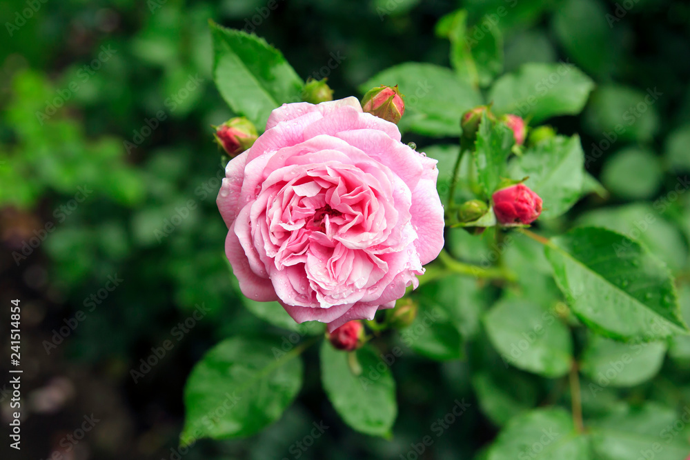 Beautiful Pink rose in garden after rain.