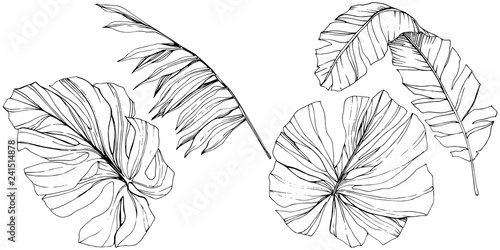 Vector Exotic tropical hawaiian summer. Black and white engraved ink art. Isolated leaf illustration element.