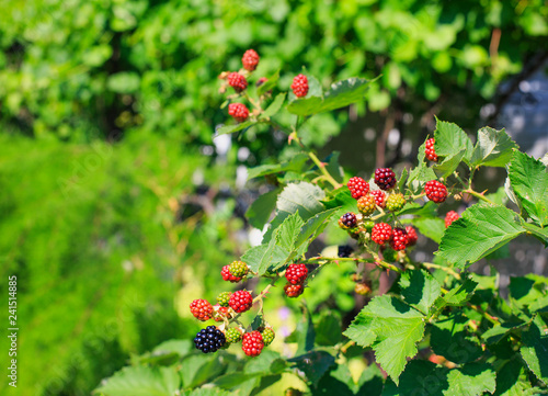 Ripe and green blackberry in the garden