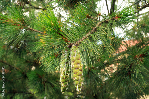 Green pine cone with resin on a branch