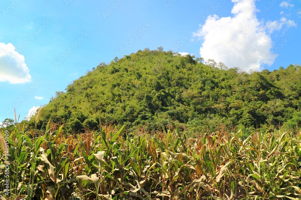Corn field with big mountain and big green trees background. Agriculture and plant concept.