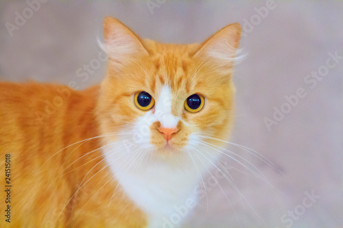 Red kitten watching you © ukrolenochka