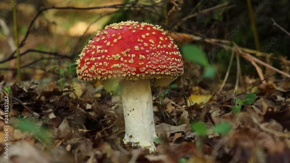 A beautiful Fly agaric fungus (Amanita muscaria) growing in a forest. A beautiful Fly agaric fungus (Amanita muscaria) growing in a forest.