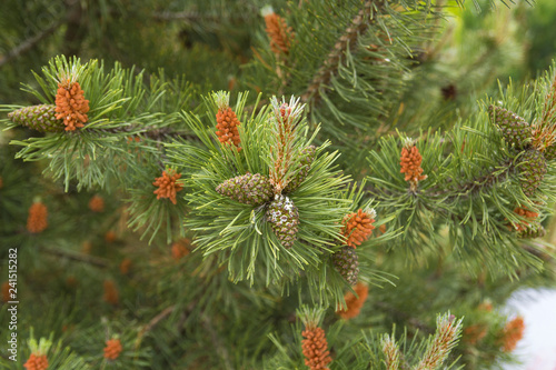 The blooming pine tree closeup, pollen, yellow,