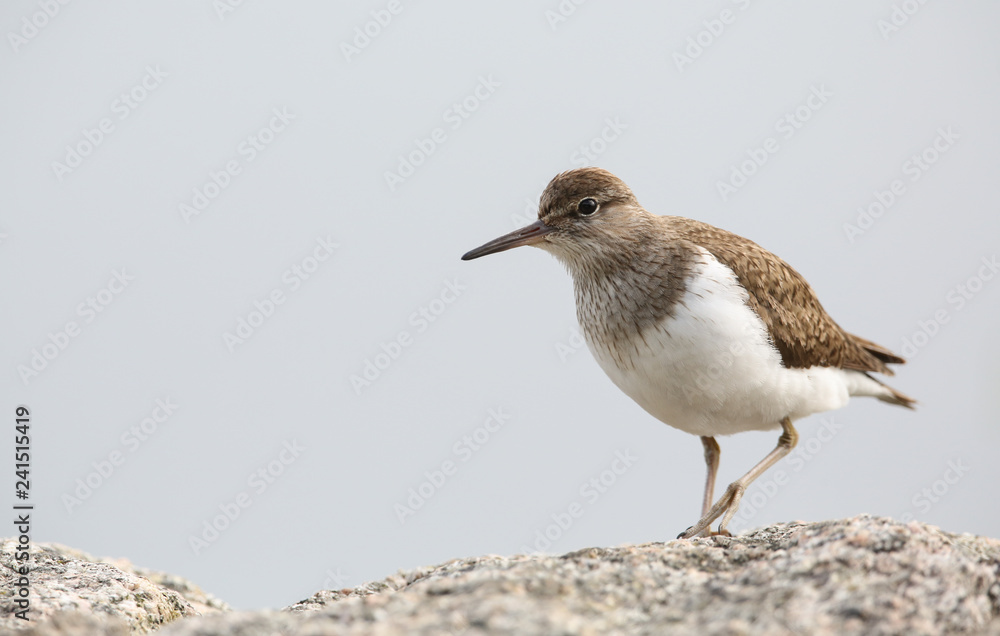 A Common Sandpiper (Actitis hypoleucos) perched on a rock. A Common Sandpiper (Actitis hypoleucos) perched on a rock.