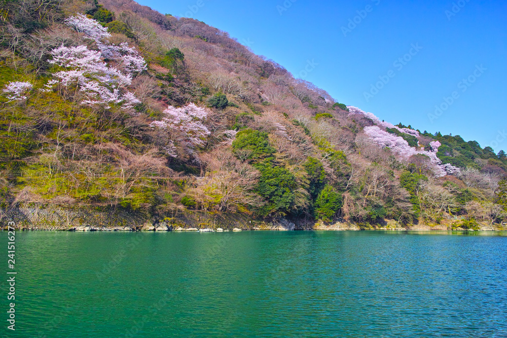 京都嵐山、春の桜咲く嵐山の風景
