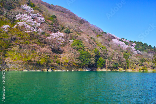 京都嵐山、春の桜咲く嵐山の風景 